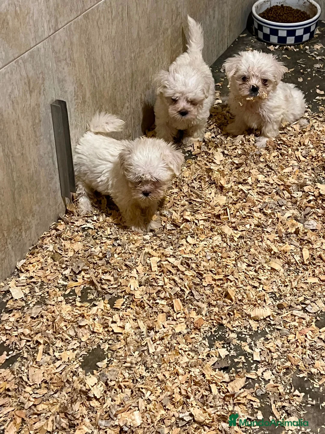 Bichón Maltés perros en venta: Bichon maltes - Anuncio 1
