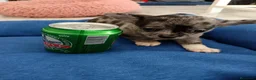 Chihuahua perros en venta: Chihuahuas,  - Anuncio 5