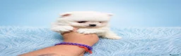 Pomerania perros en venta: Pomerania 🐶 - Anuncio 2