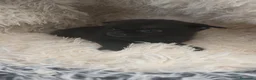 Chihuahua perros en venta: Chihuahua macho negro pelo semilargo  - Anuncio 2