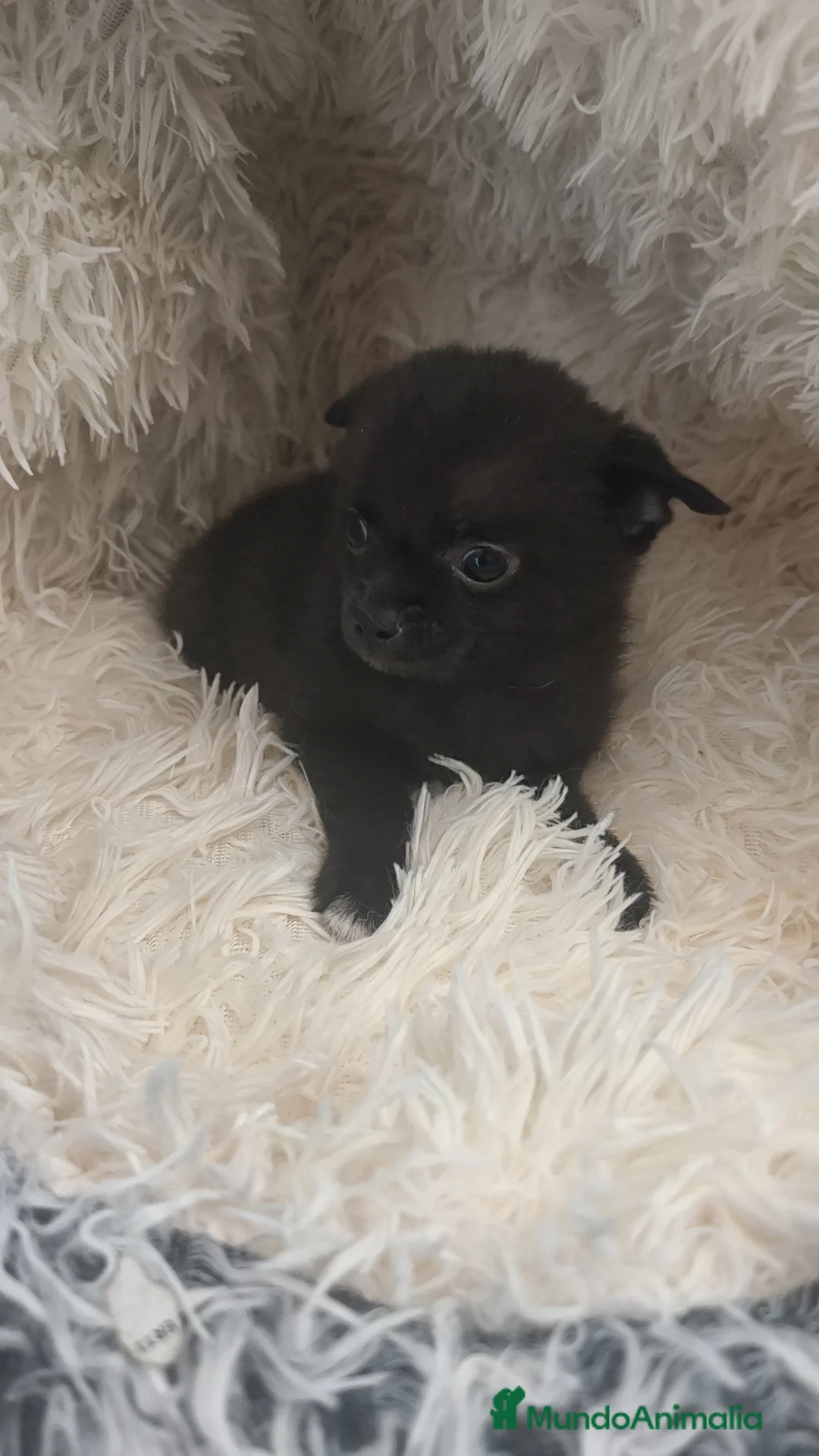 Chihuahua perros en venta: Chihuahua macho negro pelo semilargo  - Anuncio 2