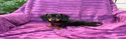 Teckel Miniatura perros en venta: Teckels Miniatura de calidad  - Anuncio 9