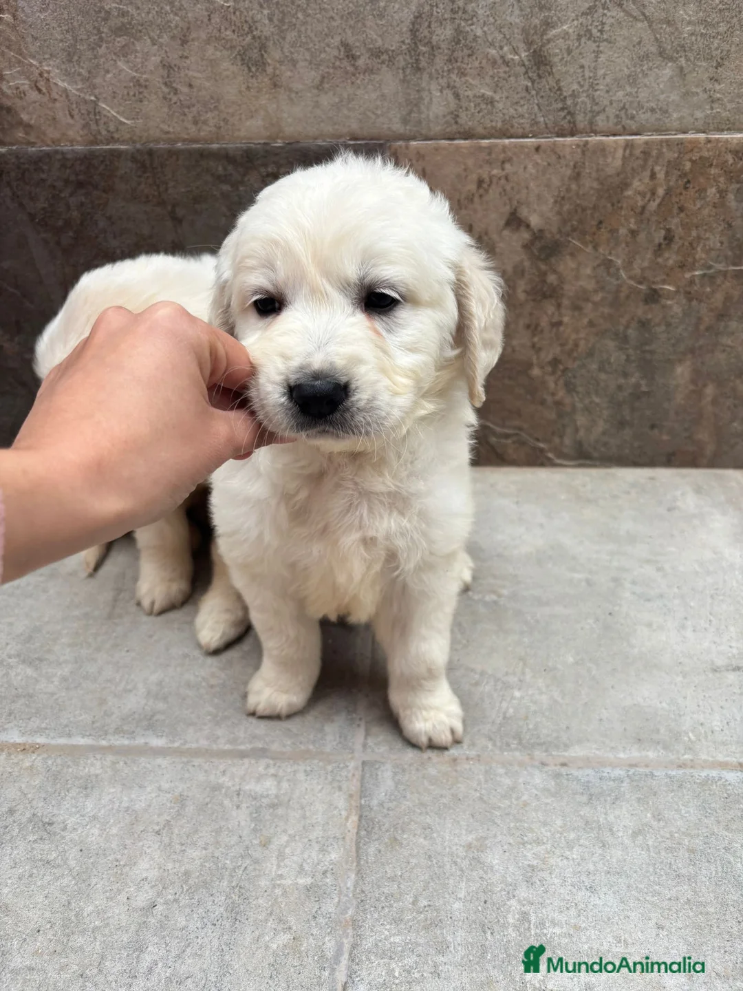 Golden Retriever perros en venta: Espectacular golden retriever  - Anuncio 2