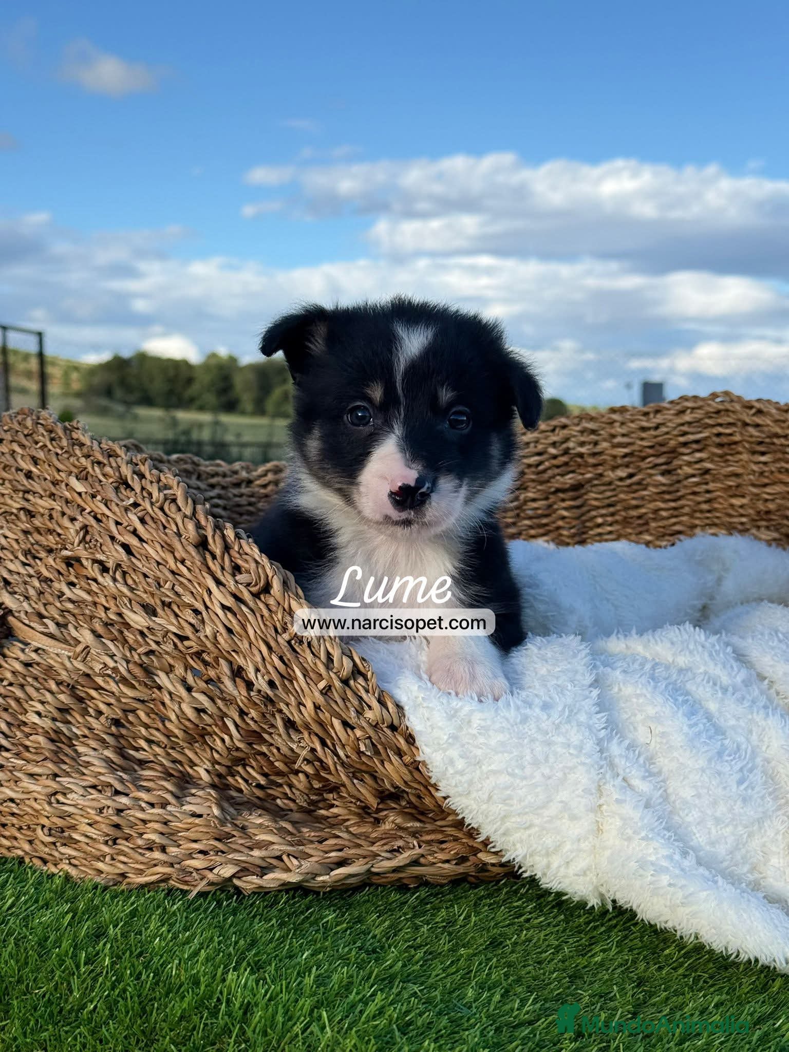 Border Collie perros en venta: BORDER COLLIE TRICOLOR - Anuncio 1