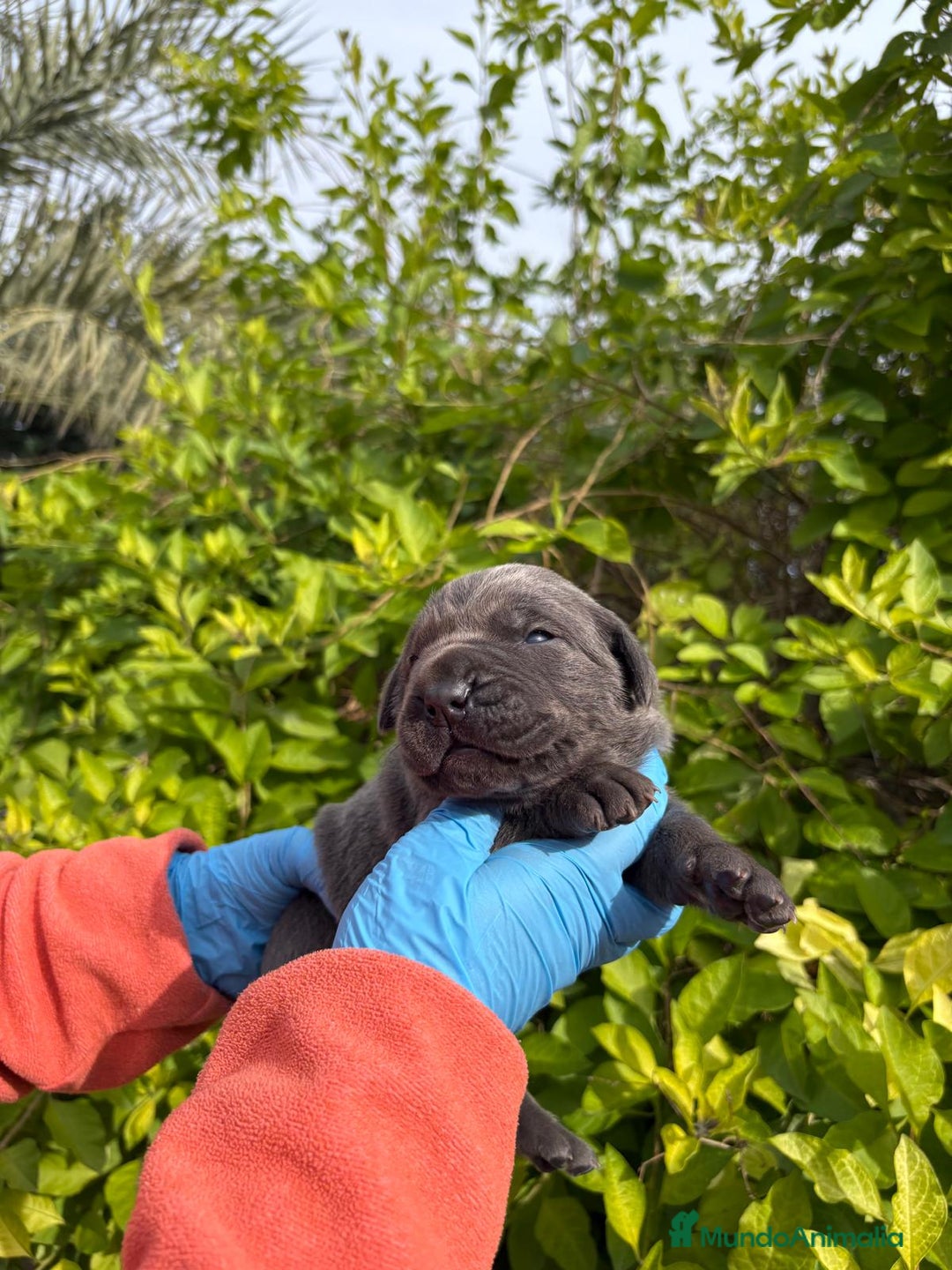 Cane Corso perros en venta: Cane Corso - Anuncio 3