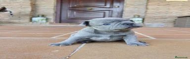 Bulldog Francés 1