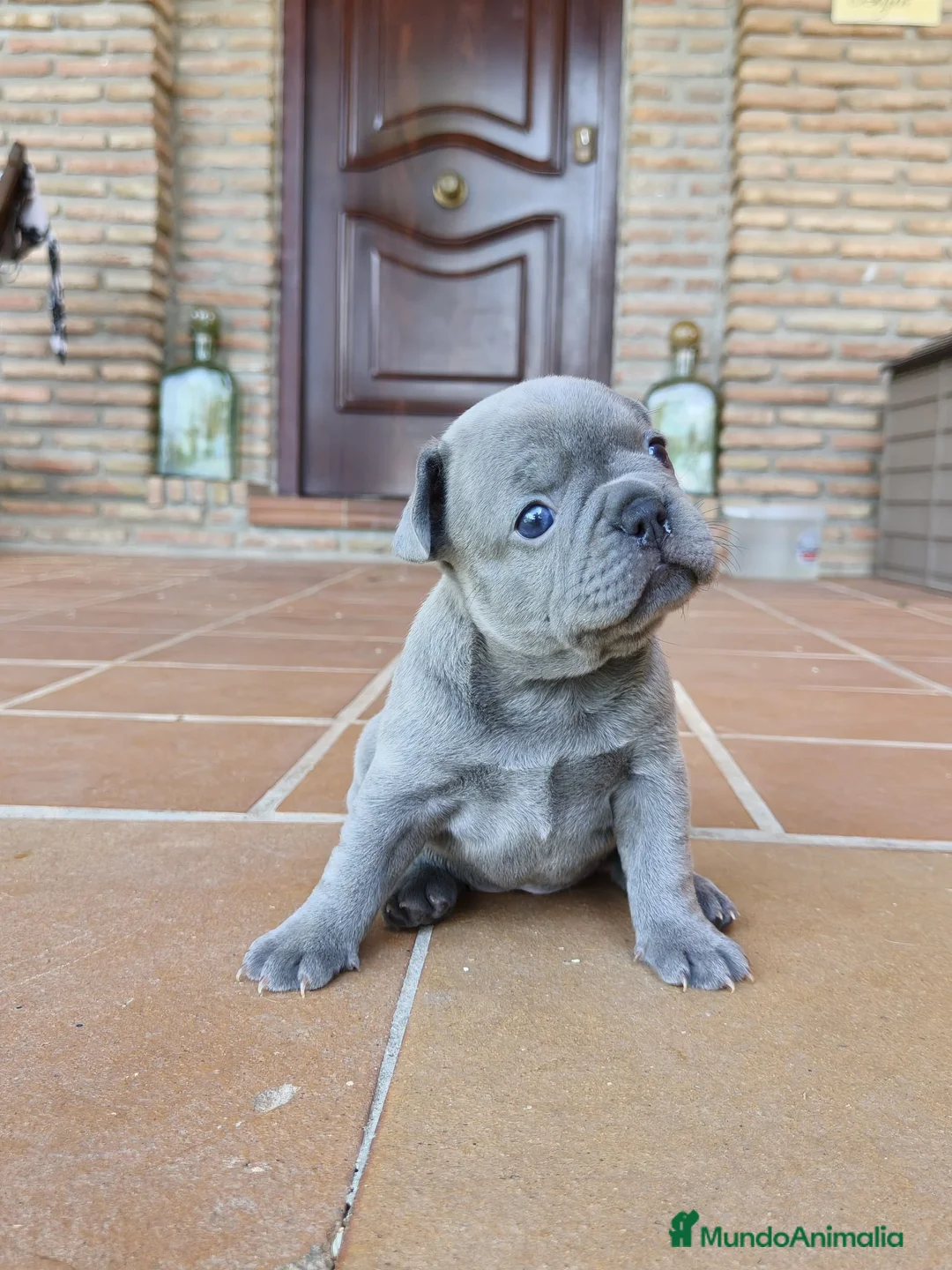 Bulldog Francés perros en venta: Bulldog francés lilac  - Anuncio 2