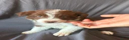 Border Collie perros en venta: BORDER COLLIE - Anuncio 9