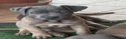 Cane Corso perros en venta: CAMADA CANE CORSOS - Anuncio 2