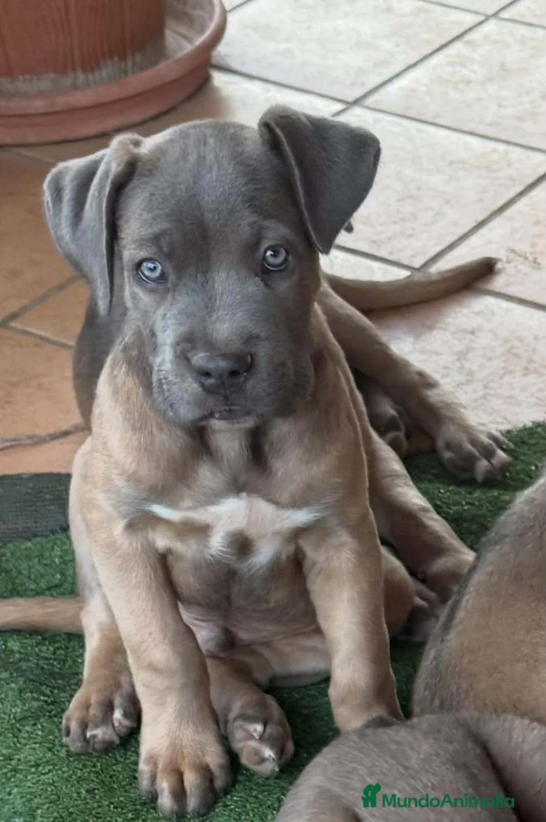 Cane Corso perros en venta: CAMADA CANE CORSOS - Anuncio 2