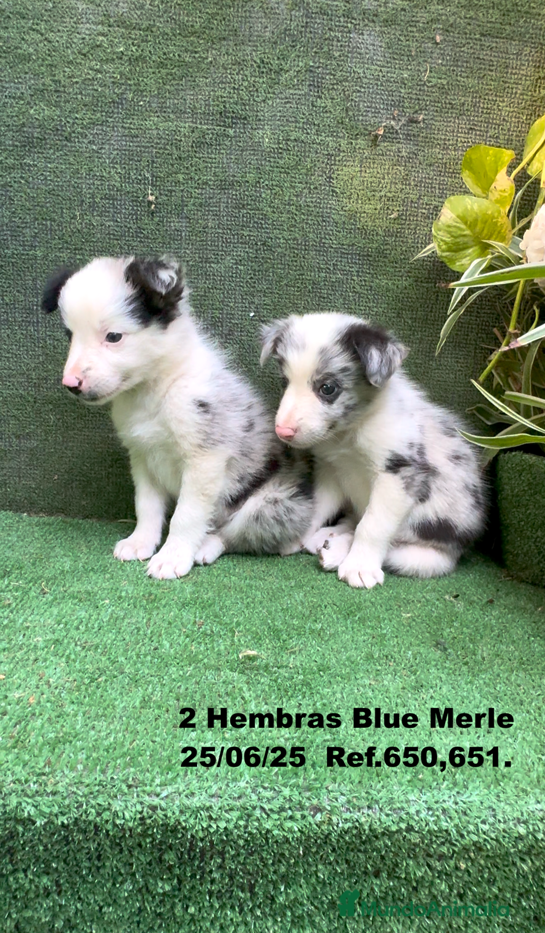 Border Collie perros en venta: BORDER COLLIE hembras Blue Merle - Imagen 7