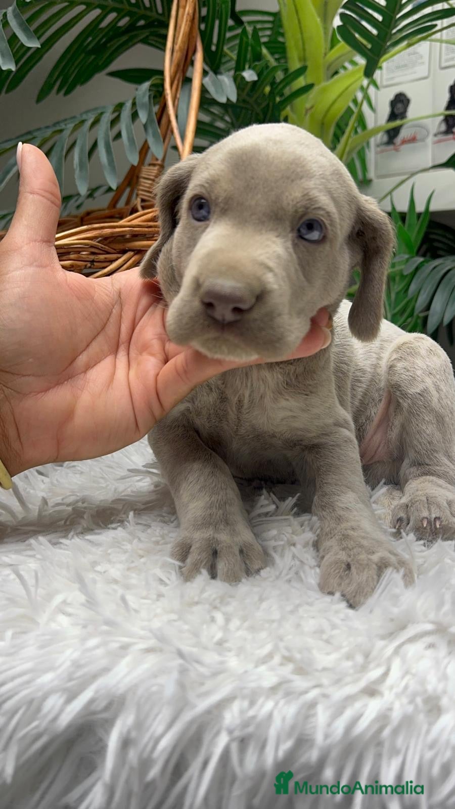 Braco Alemán de Pelo Corto perros en venta: BRACO ALEMAN - Anuncio 29