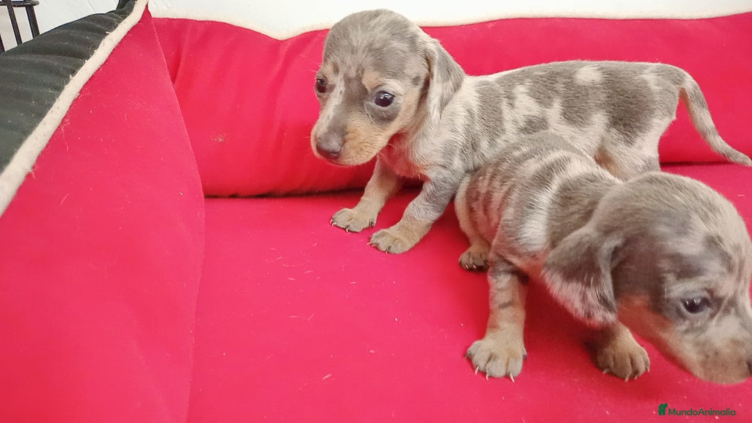 Teckel perros en venta: Teckel  kanichen - Imagen 1