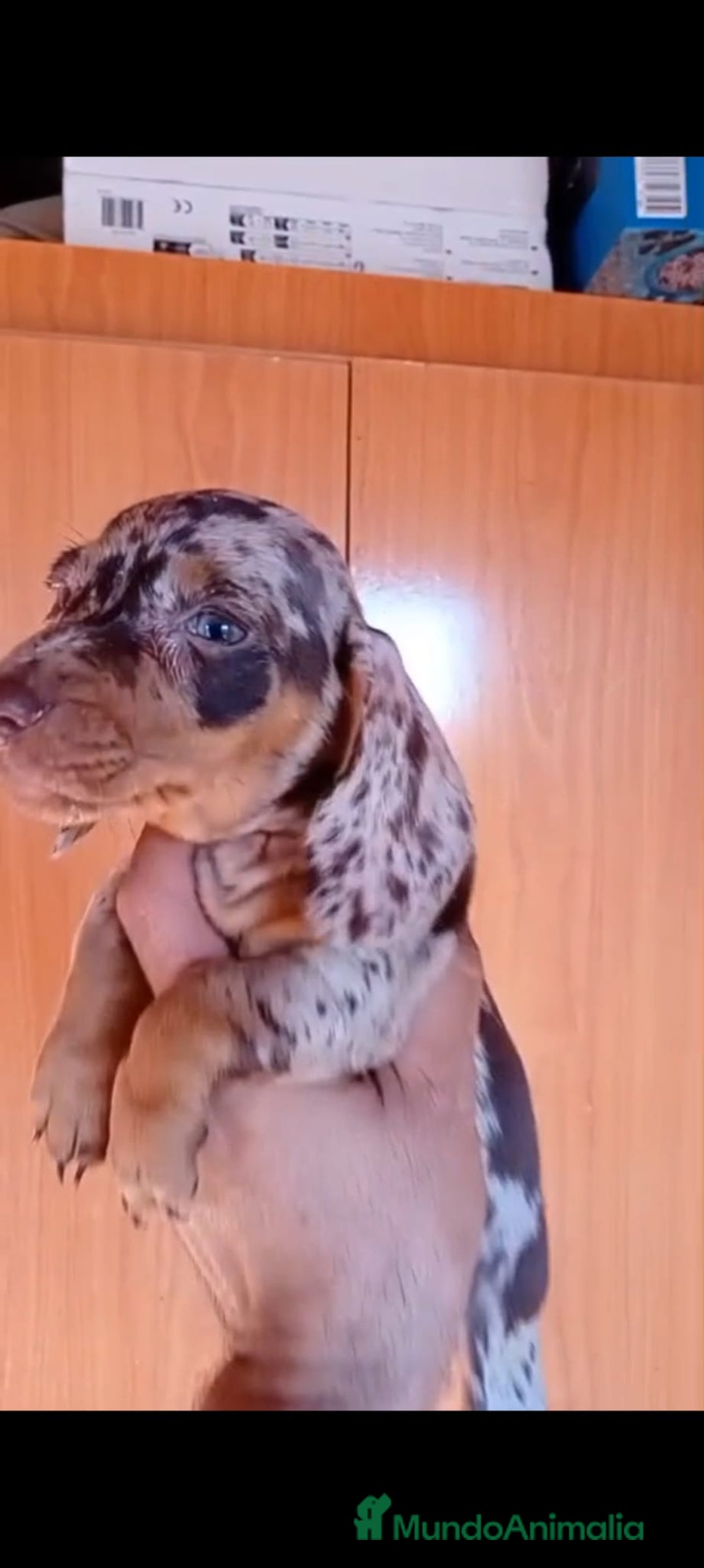 Teckel Miniatura perros en venta: Teckel kaninchen  - Imagen 2
