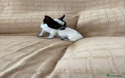 Chihuahua perros en venta: Chihuahua toy ruso - Imagen 3