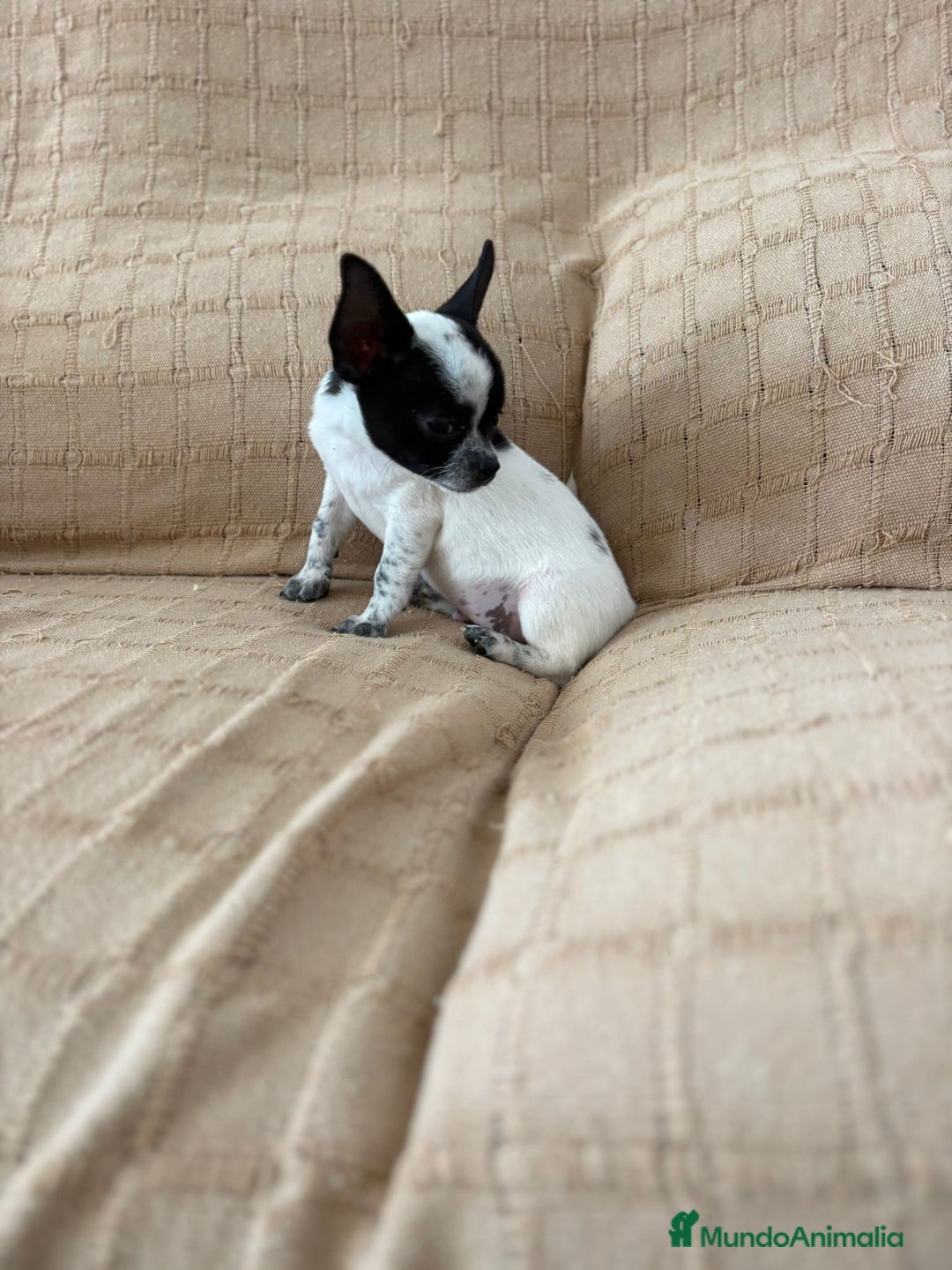 Chihuahua perros en venta: Chihuahua toy ruso - Imagen 3