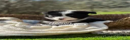 Border Collie perros en venta: CRIADERO DE BORDER COLLIE - Anuncio 2