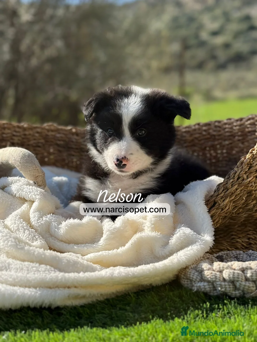 Border Collie perros en venta: CRIADERO DE BORDER COLLIE - Anuncio 2