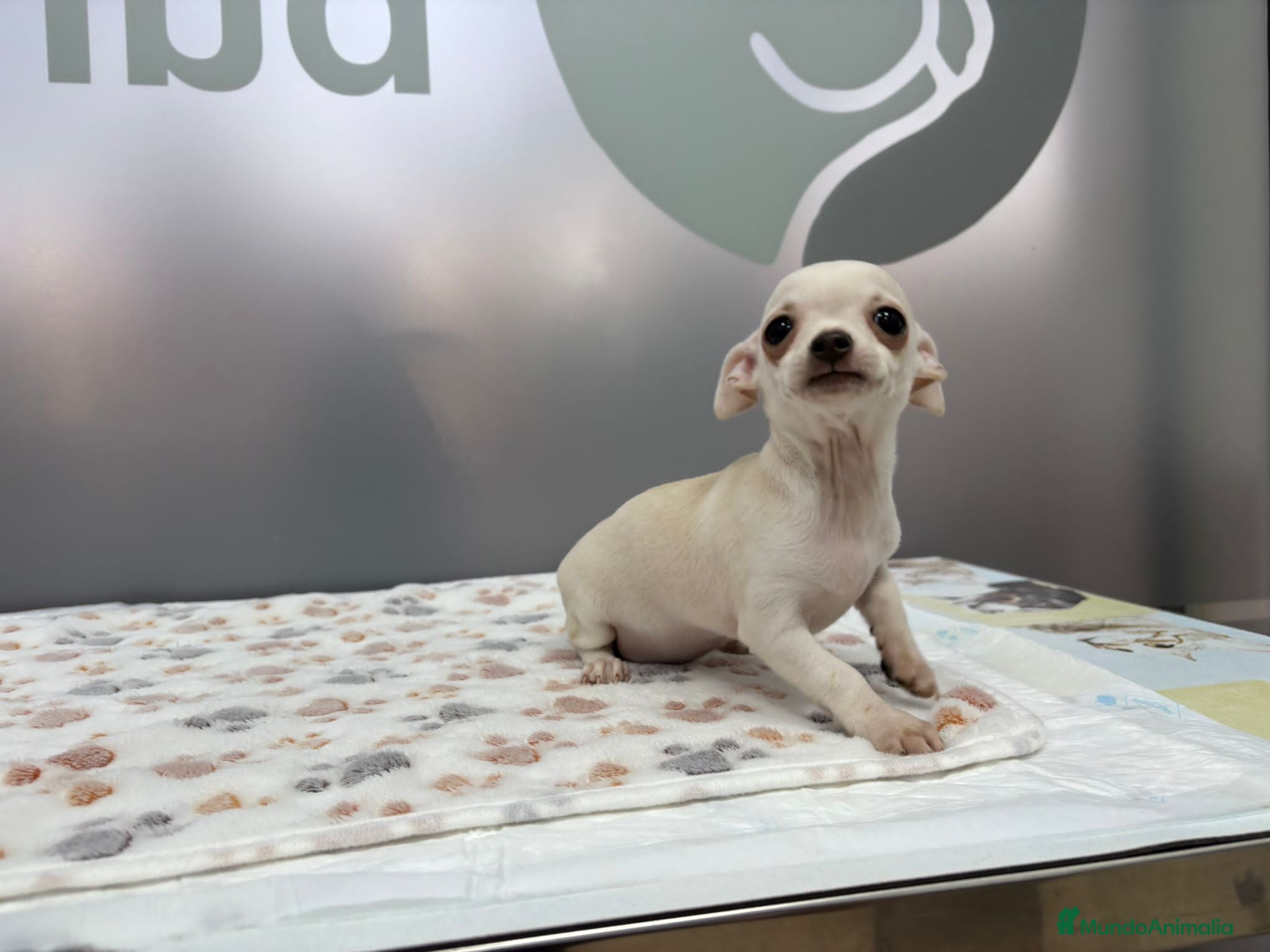 Chihuahua perros 🌟 Chihuahua Hembra Blanca en Venta — 9 Semanas 🌟 - Anuncio 4