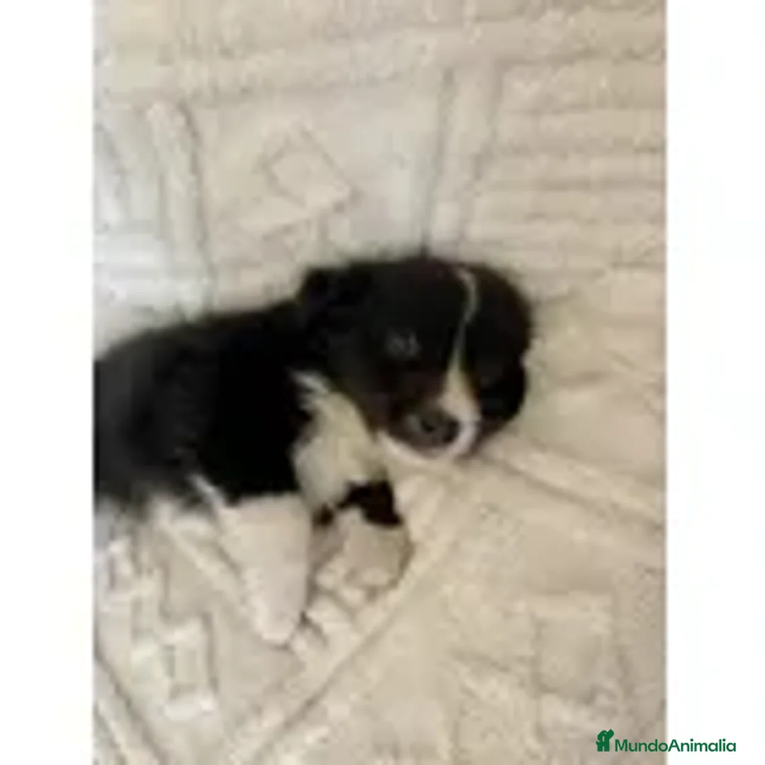 Border Collie perros en venta: cachorritos de border collie  - Anuncio 2