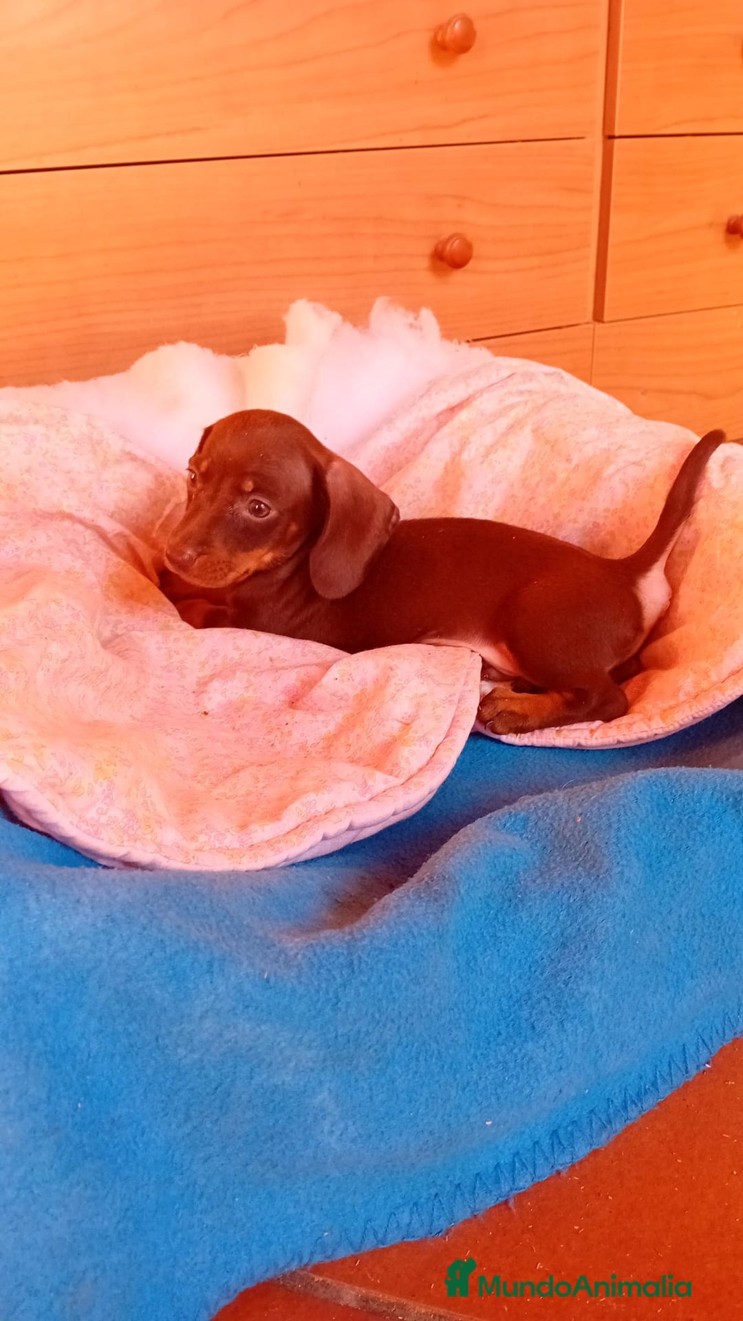 Teckel Miniatura perros en venta: Teckel kaninchen  - Imagen 11
