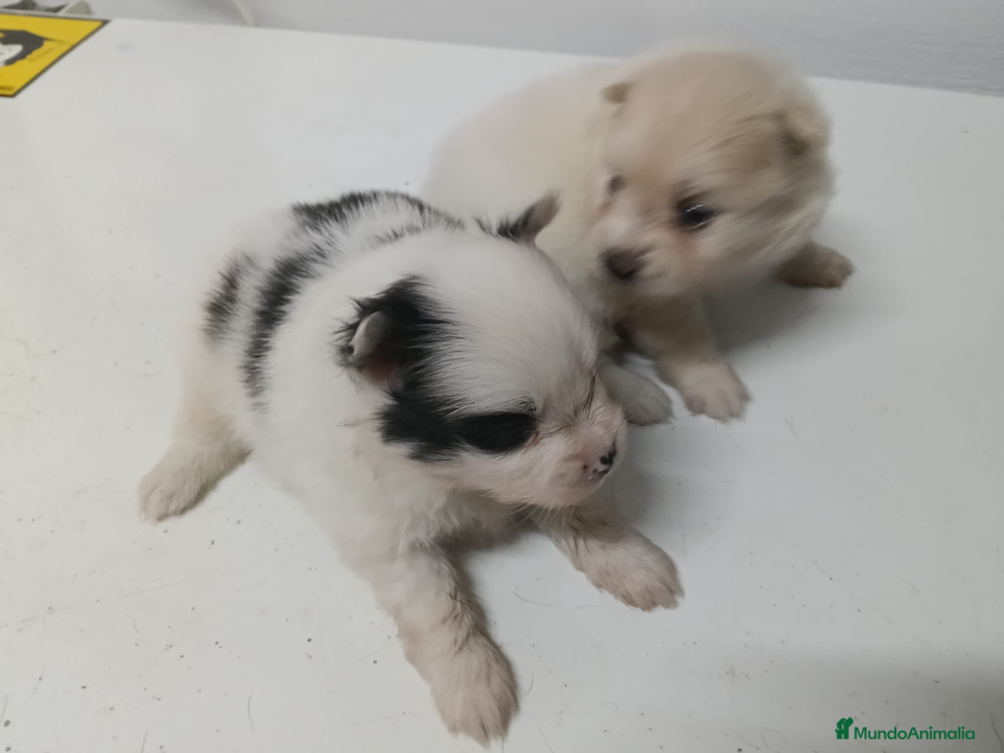 Pomerania perros Preciosos lulú de pomerania - Anuncio 3