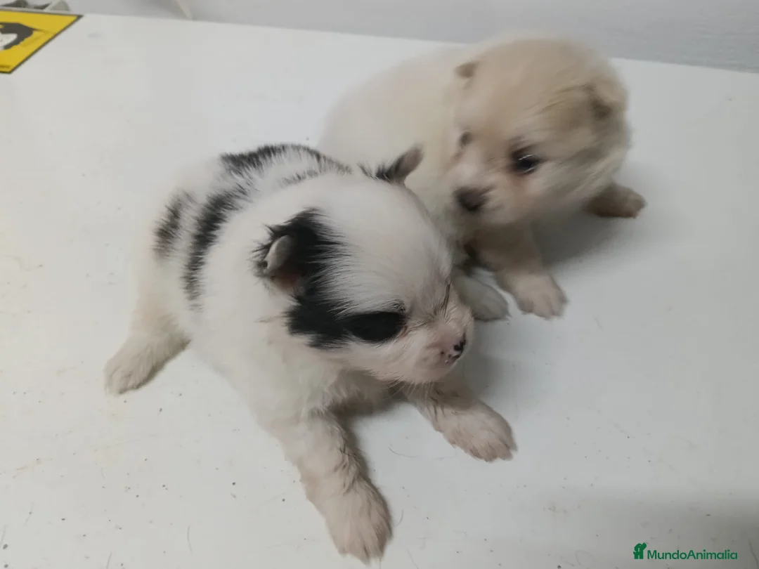 Pomerania perros en venta: Preciosos lulú de pomerania - Anuncio 1