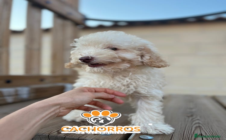 Caniche Enano perros - Anuncio 4