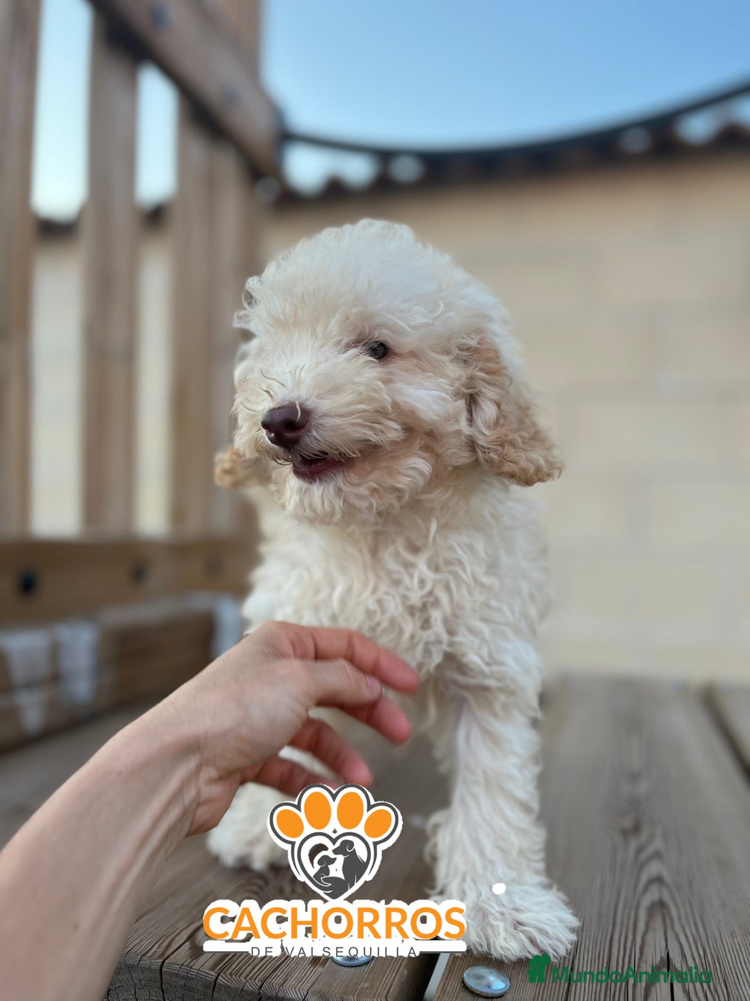 Caniche Enano perros en venta: Caniche Apricot  - Imagen 1