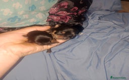 Chihuahua perros en venta: Camada para reservar  - Imagen 7
