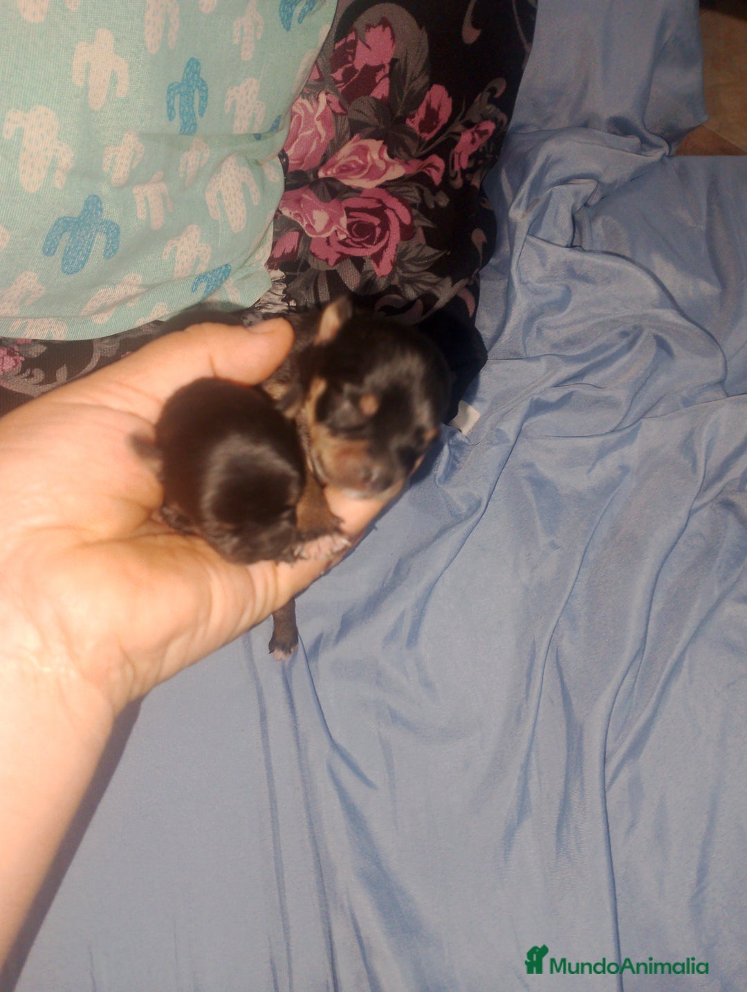 Chihuahua perros en venta: Camada para reservar  - Imagen 7