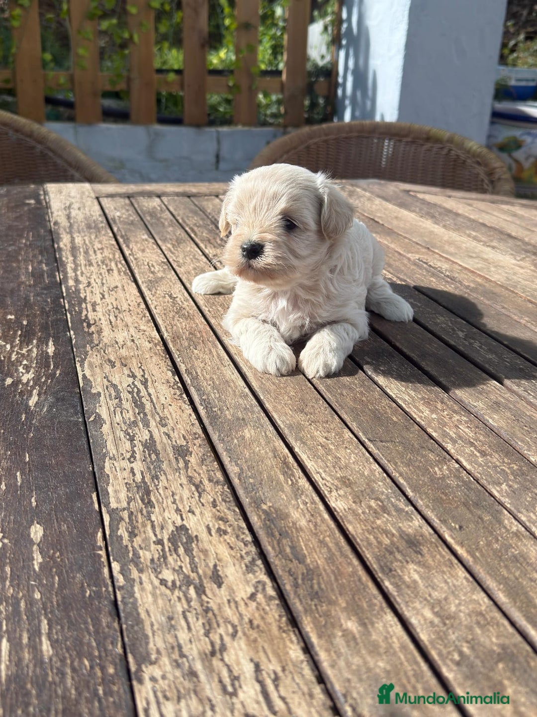 Maltipoo perros en venta: Maltipoo hembra Crema disponible  - Anuncio 2