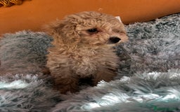 Raza Mixta perros en venta: Caniches toy/enanos  - Imagen 8