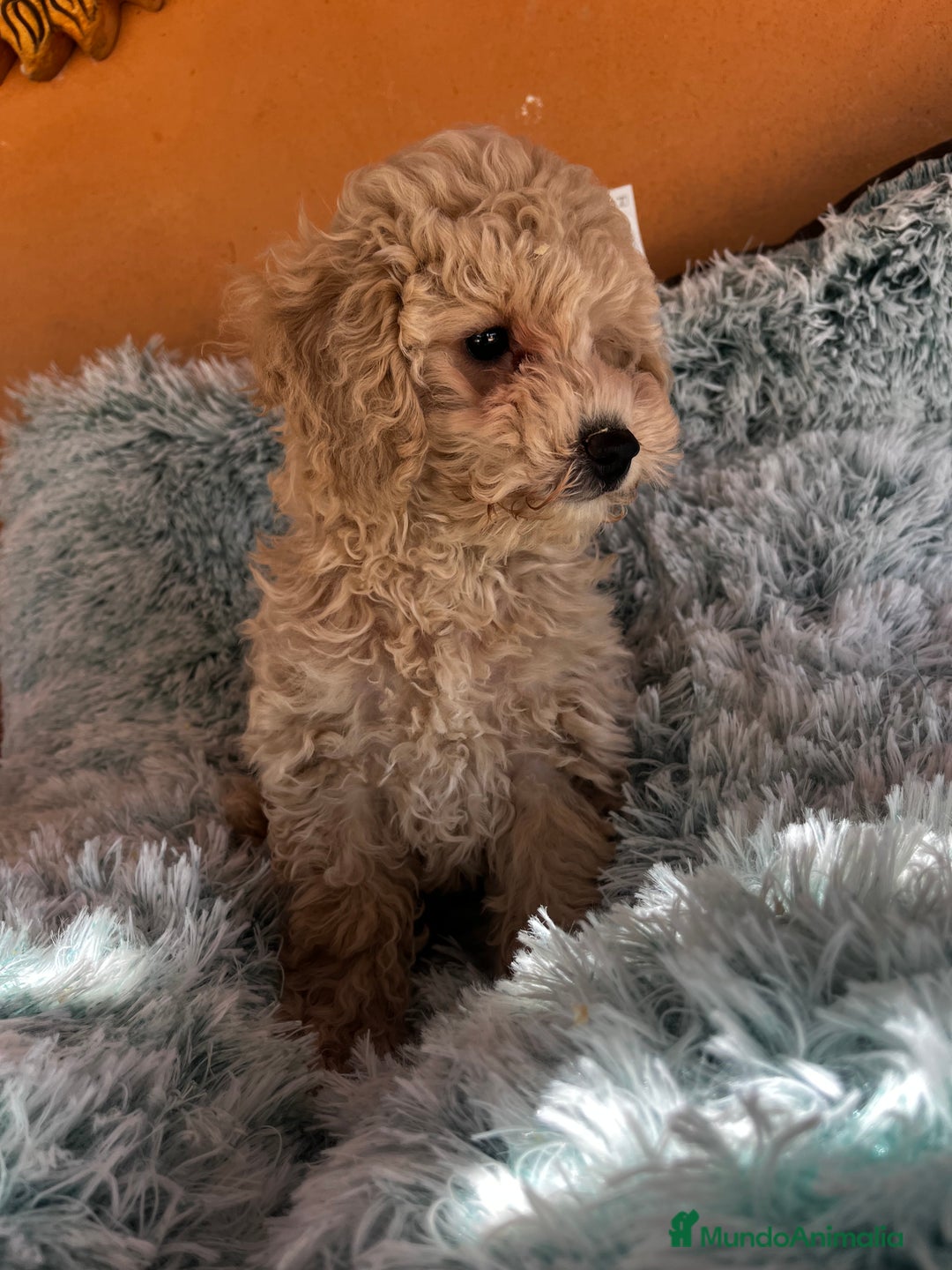 Raza Mixta perros en venta: Caniches toy/enanos  - Imagen 8