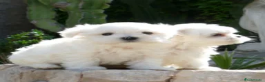 Bichón Maltés 2