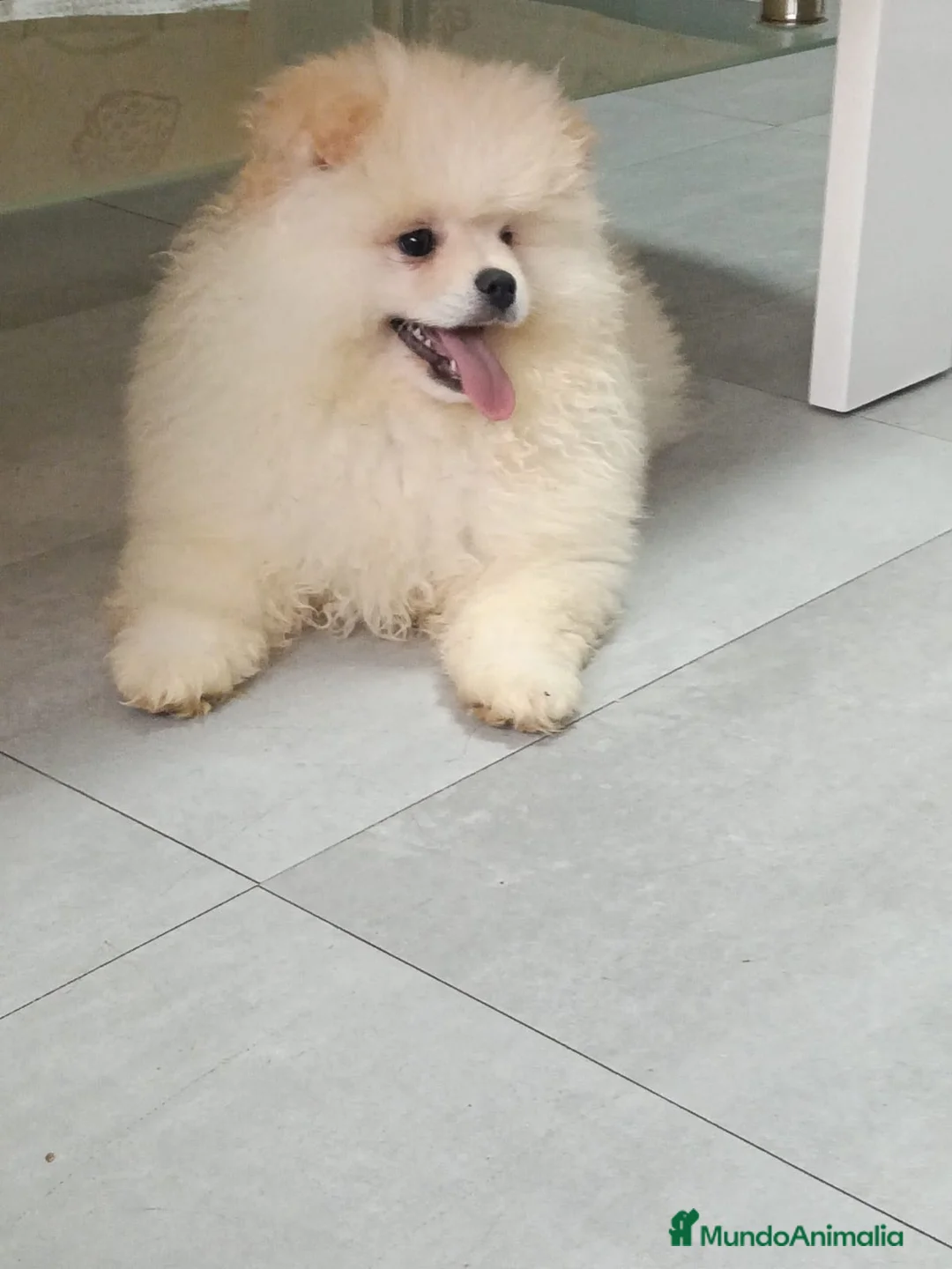 Pomerania perros en venta: Último cachorro de Pomerania toy !! - Anuncio 3