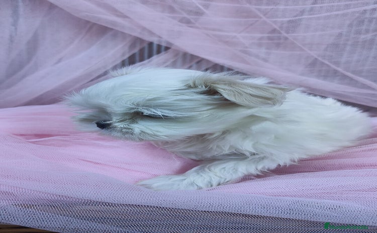 Bichón Maltés perros Coreano 💯 x 💯 Bichón maltes  - Anuncio 2