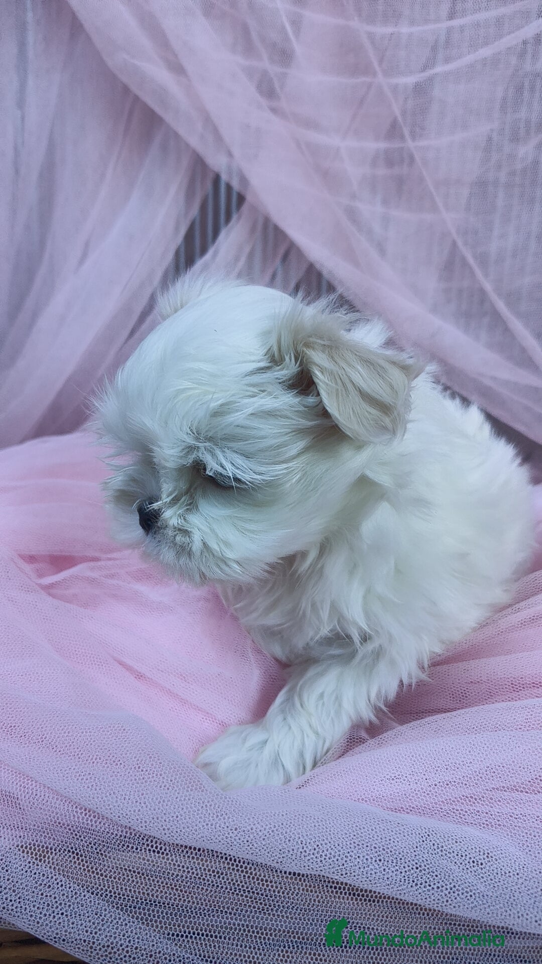 Bichón Maltés perros en venta: Coreano 💯 x 💯 Bichón maltes  - Anuncio 1