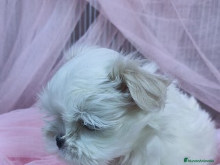 Bichón Maltés perros Coreano 💯 x 💯 Bichón maltes - Anuncio 2