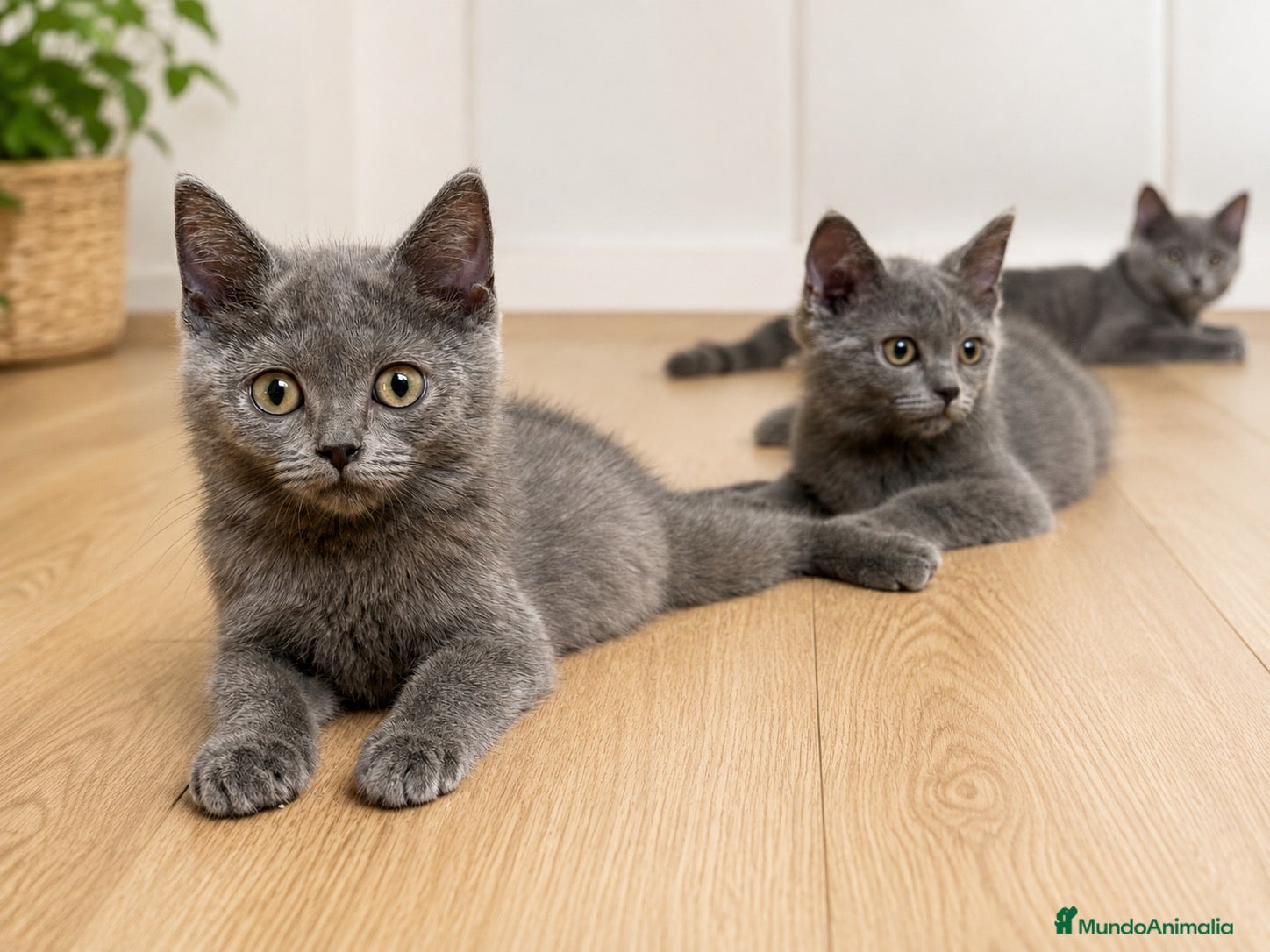 Británico de Pelo Corto Azul gatos  BRITISH SHORTHAIR  - Anuncio 1