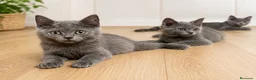 Británico de Pelo Corto Azul gatos en venta:  BRITISH SHORTHAIR  - Anuncio 1