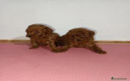 Caniche Toy perros en venta: Caniche toy - Imagen 3