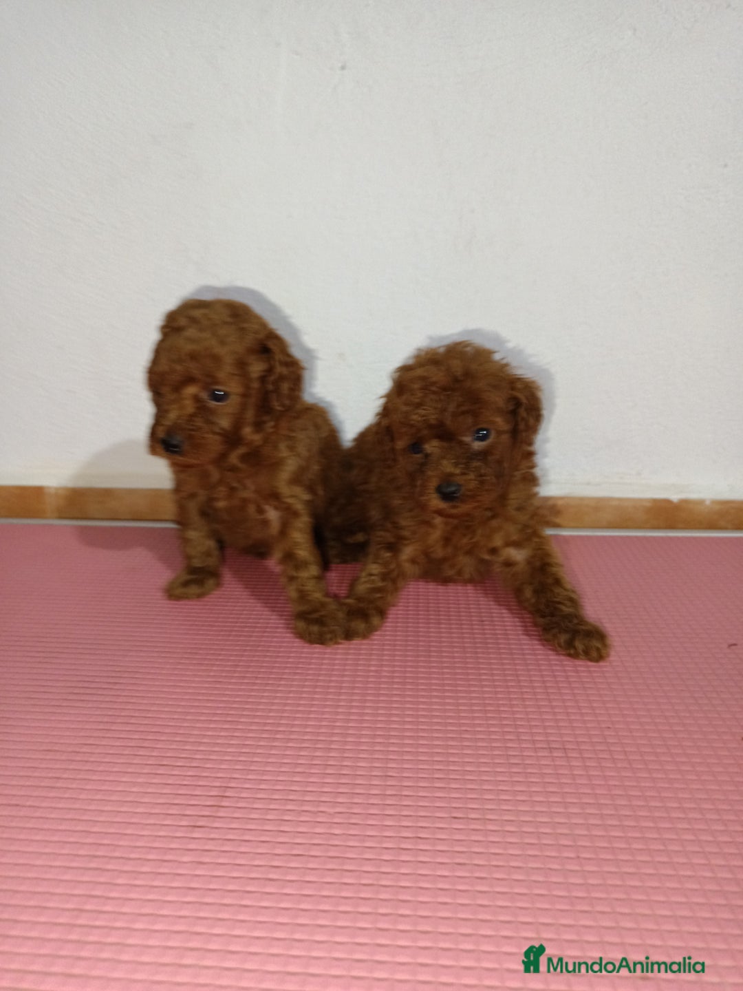 Caniche Toy perros en venta: Caniche toy - Imagen 3