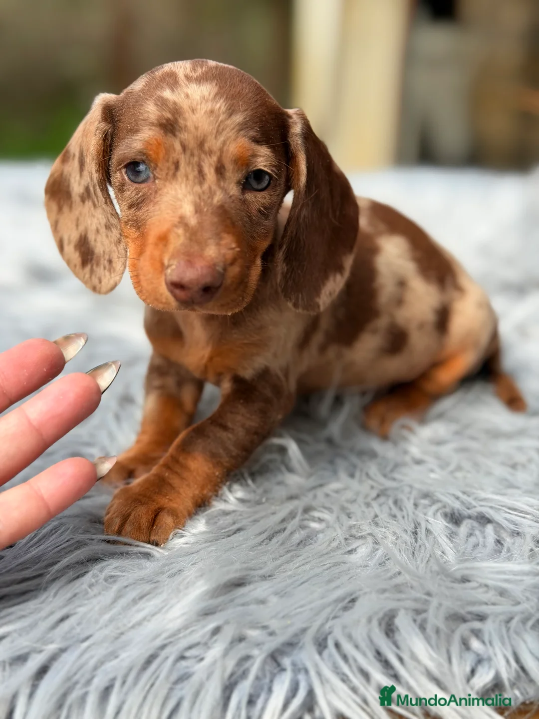 Teckel Miniatura perros en venta: Teckel Arlequin chocolate  - Anuncio 8