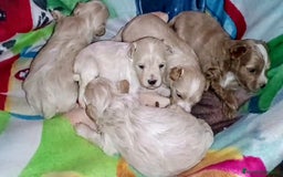 Maltipoo perros en venta: LINDA CAMADA DE HEMBRITAS MALTIPOOS - DESDE 800 € - Imagen 4
