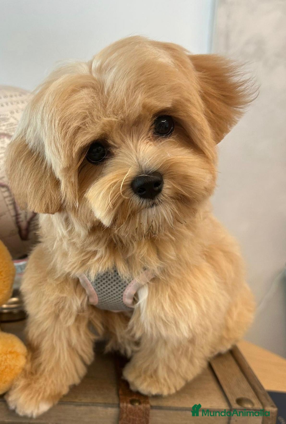 Maltipoo perros en venta: MALTIPOO TACITA DE TE - Anuncio 1