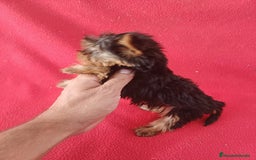 Yorkshire Terrier perros en venta: Yorkshire Toy  - Imagen 2