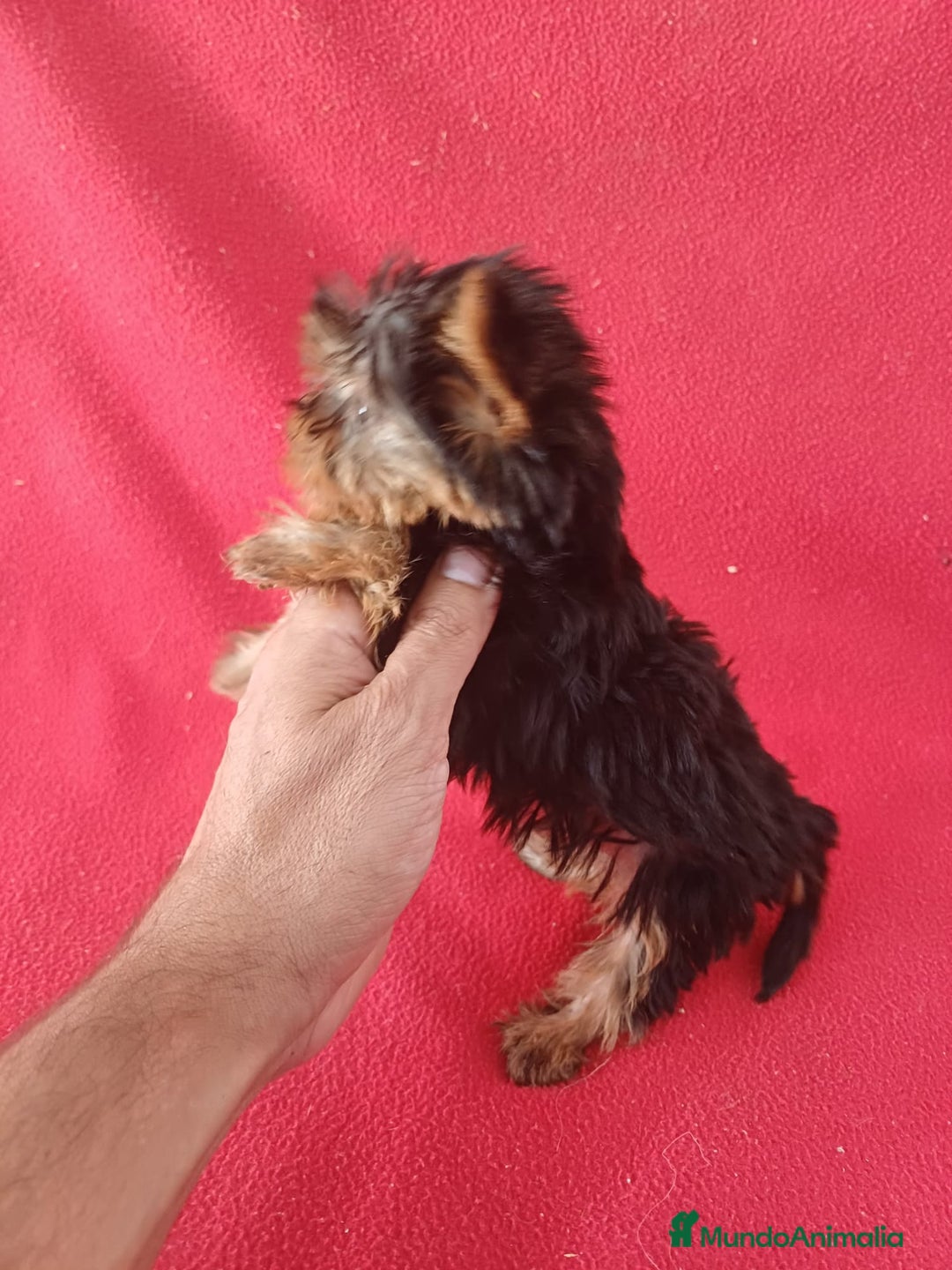 Yorkshire Terrier perros en venta: Yorkshire Toy  - Imagen 2