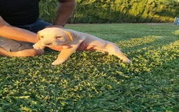 Labrador Retriever perros en venta: Labrador Retriever - Imagen 5