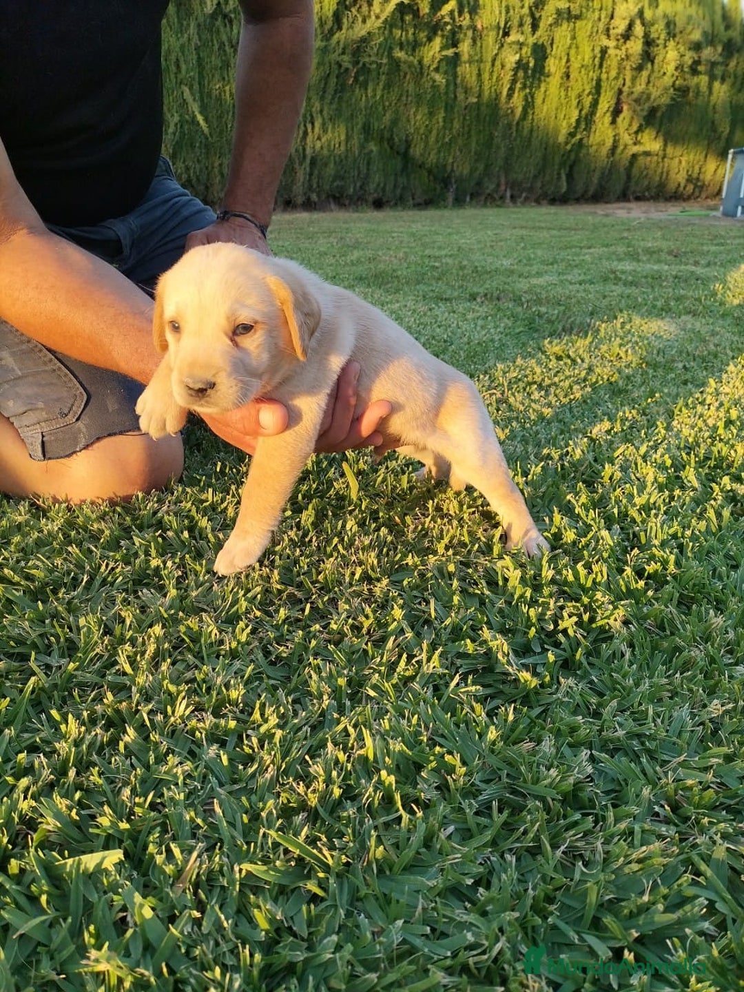 Labrador Retriever perros en venta: Labrador Retriever - Imagen 5